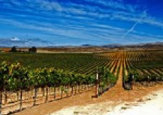 Grape vines of Gavilan Vineyard