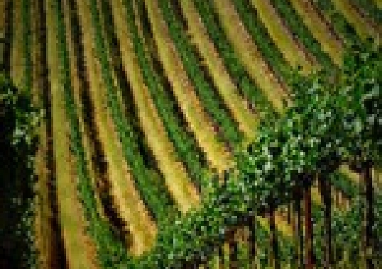 Grape vines of Pine Creek Vineyard